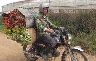 Đà Lạt: Giá hoa hồng tăng mạnh, nông dân không đủ hoa để bán
