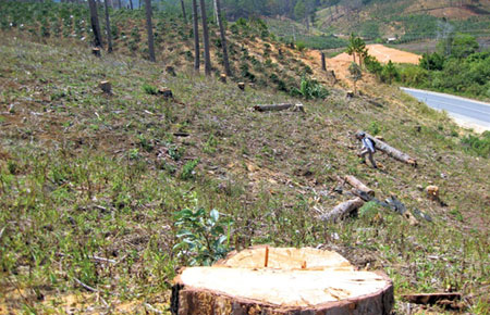 Dọc theo đường 723 vẫn “nóng” nạn phá rừng