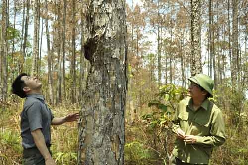 Cánh rừng thông bị khoan lỗ, đổ hóa chất và chết hàng loạt ở rừng thuộc chủ rừng công ty TNHH Hà Phong (Bảo Lâm) quản lý.
