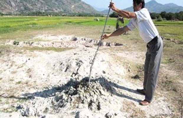 Ụ bùn xuất hiện tại những ruộng lúa ở Ninh Thuận. (Ảnh: TTO)