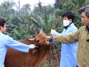 Tiêm vắcxin phòng bệnh tụ huyết trùng, lở mồm long móng trên bò ở Thanh Oai (Hà Nội). (Ảnh: Hoàng Hùng/TTXVN)