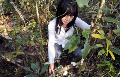 TS-BS Phạm Thị Bạch Yến nghiên cứu thu thập mẫu nấm Linh chi ở rừng Bidoup -Núi Bà (Lạc Dương).