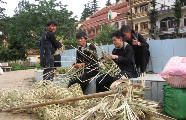 Đào rọ SaPa