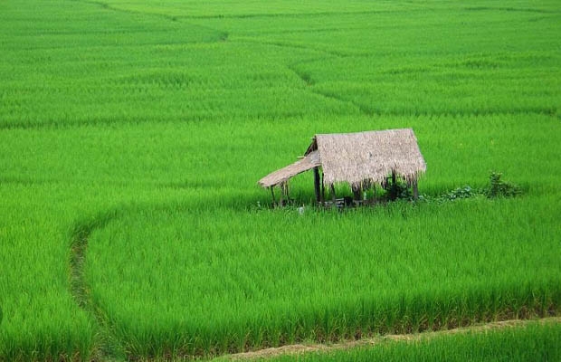 Ruộng lúa ở Thái Lan.