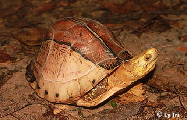 Một cá thể Rùa hộp trán vàng miền Nam được phát hiện tại Cao nguyên Lang Biang - ảnh Lý Trí