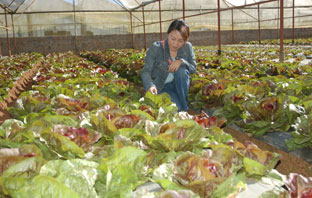 trồng rau công nghệ cao tại Đà Lạt. Ảnh CAO