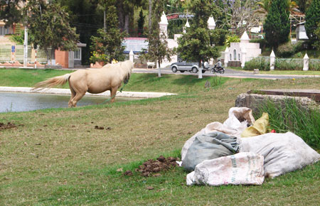 Khu vực bãi đậu xe ngựa gây ô nhiễm môi trường