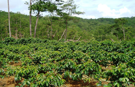 Mỗi mùa khô, cà phê Tây Nguyên cần 3 – 5 lượt tưới.