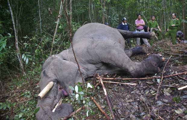 Hiện trường voi bị sát hại