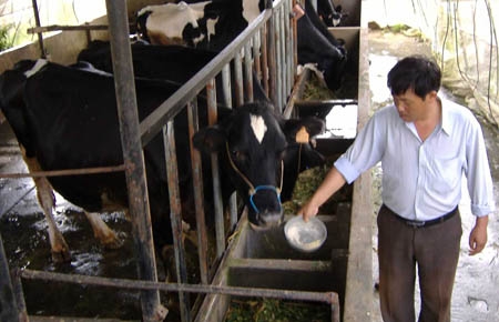 Phát triển đàn bò sữa ở Bảo Lộc - Vấn đề cần quan tâm