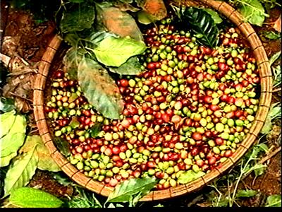 Lâm Đồng đề ra giải pháp khắc phục tình trạng cà phê bị khô hoa rụng trái
