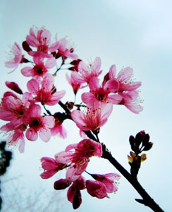 Mai anh đào Đà Lạt là loài cây thân có dáng đào mận nhưng hoa là hoa đơn năm cánh giống hoa mai.