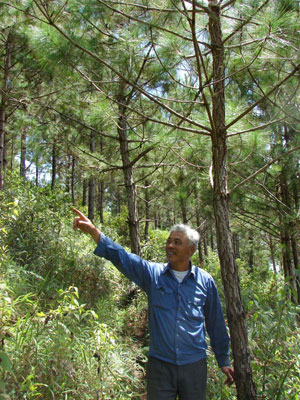 Ông Phạm Thanh Đa bên rừng thông gia đình trồng và bảo vệ tại hồ Tuyền Lâm