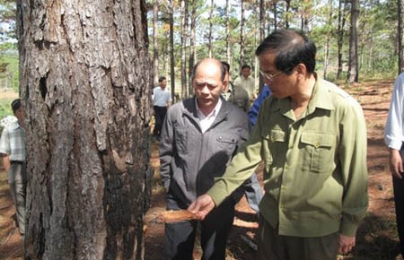 Đồng chí Nguyễn Xuân Tiến - UVTƯ Đảng, Phó Bí thư Thường trực Tỉnh ủy kiểm tra rừng Lạc Dương.