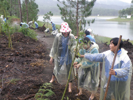 Khu du lịch hồ Tuyền Lâm: Đã trồng 18,5 ngàn anh đào và cây xanh
