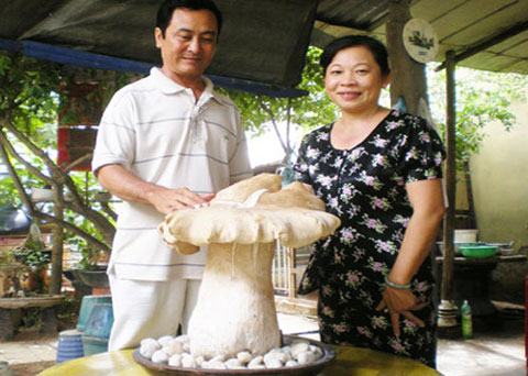 Cây nấm khổng lồ được chị Đào mang về trồng vào chậu (Ảnh: Bình Dương Online)