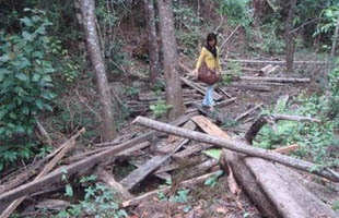 Đức Trọng: Đổ máu cho “cuộc chiến” bảo vệ rừng