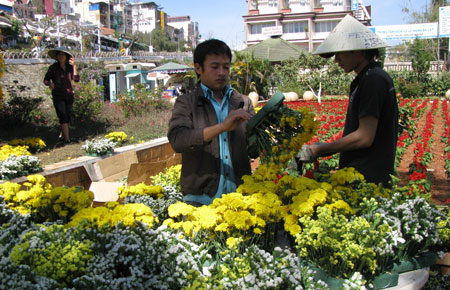Hoa dại sẽ được trưng bày trang trọng tại Festival Hoa 2012