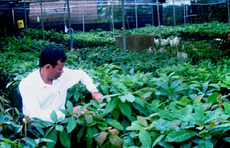 Tạo giống cây đầu giòng sạch bệnh để chuyển giao cho nông dân ở Lâm Đồng.