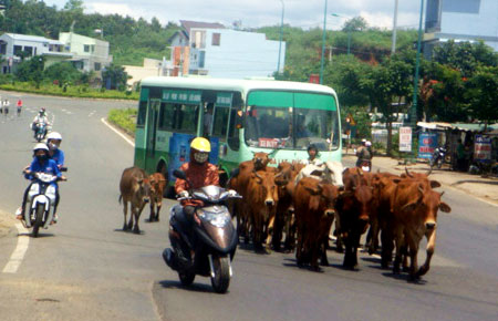 Một đàn trâu không có người chăn dắt đi lại nghênh ngang trên quốc lộ 20 đoạn qua khu vực chợ xã Lộc An, huyện Bảo Lâm ( Ảnh chụp lúc 5h15’ ngày 21/7/2011)