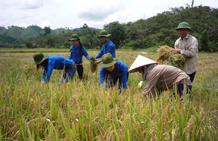 Sinh viên tình nguyện giúp nông dân xã Mỹ Lâm thu hoạch lúa.