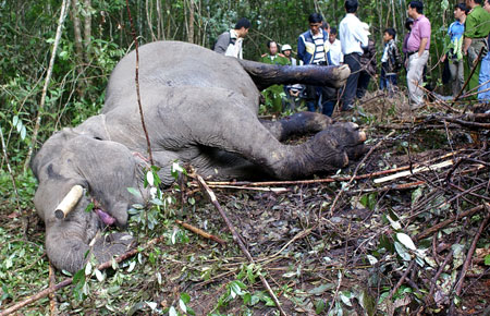 Vụ voi Bec Kham bị sát hại: Trả hồ sơ để điều tra bổ sung