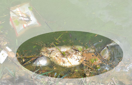 Cá chết, rác và tảo lam gây mùi hôi rất khó chịu ở Hồ Xuân Hương.