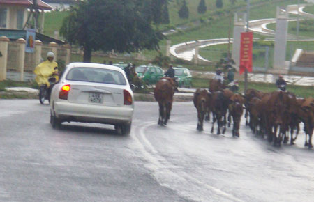 Một đàn bò trên 30 con do người chăn nuôi lùa đi lại nghênh ngang trê n quốc lộ 27 đoạn qua ngã ba Đinh Văn - Tân Văn huyện Lâm Hà. (Ảnh chụp vào lúc 17 h ngày 26/8/2011)