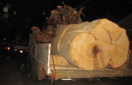 Đà Lạt: tạm giữ 3 xe vận chuyển gỗ lậu giữa phố