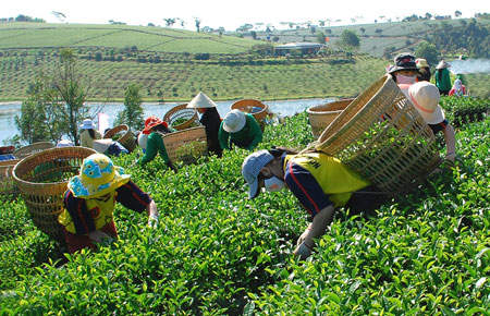 Tái chế bã trà ở Lâm Đồng: chưa phát hiện cơ sở chế biến nào vi phạm