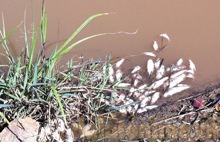 Cá chết tại hồ nước của Công ty TNHH Trà giống Cao Nguyên