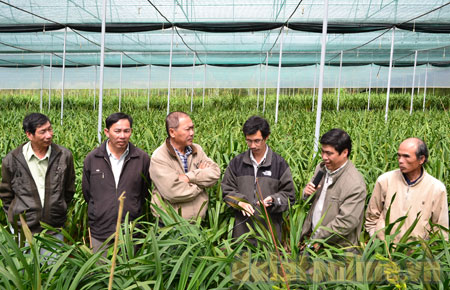 Sở KH &amp; CN Lâm Đồng hướng dẫn kỹ thuật trồng và chăm sóc địa lan cho nông dân