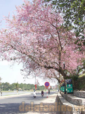 100 cây mai anh đào triển lãm tại công viên hoa dịp Festival hoa