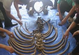Bộ xương tê giác Java cuối cùng thu gom được tại xã Gia Viễn, Cát Tiên ngày 24-10-2010