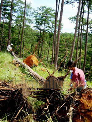 Thiên tai cũng là một trong những nguyên nhân khiến cho rừng Lâm Đồng suy giảm sự đa dạng sinh học