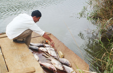 Cá chết trên hồ Mê Linh được vớt lên để đưa đi chôn