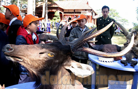 Hoc sinh trường tiểu học Phan Như Thạch xem tiêu bản về các loại động vật quý hiếm được trưng bày tại triển lãm
