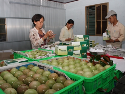 Việt Nam vào top 5 xuất khẩu hoa quả