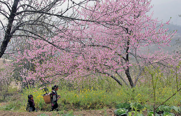 Mùa xuân Sapa