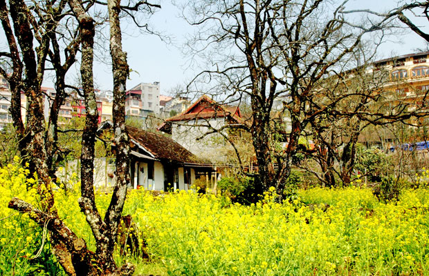 Màu hoa cải