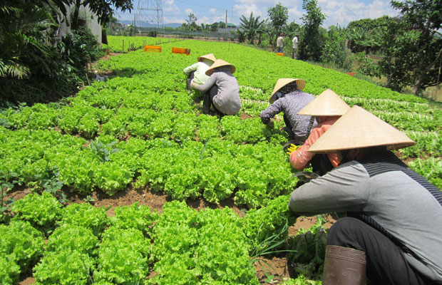 Thu hạch rau xà lách ở thôn Ròn