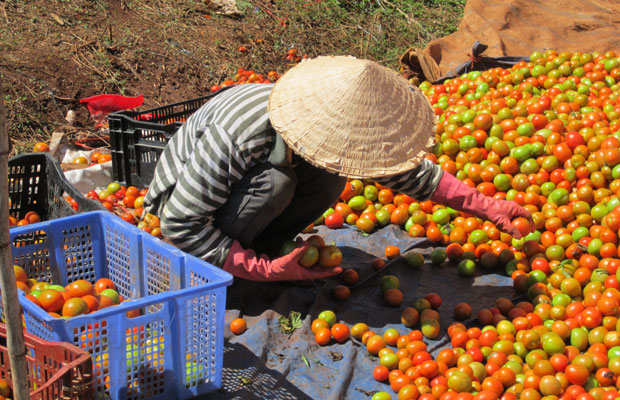 Thôn Ròn ngày về