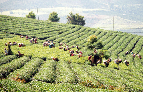 Thu hái chè bằng cơ giới: Điều nên làm