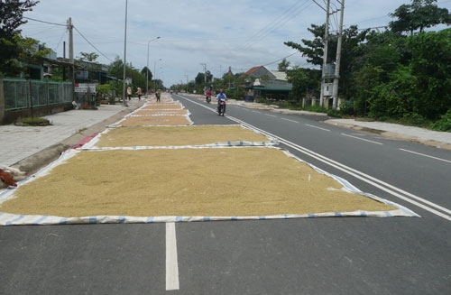 Khi mùa thu hoạch lúa đến, nhiều người dân lại hồn nhiên phơi lúa ra đường chính của phố huyện