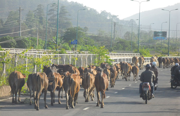 Bò gây rối giao thông