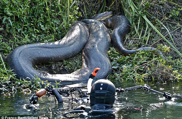 Bơi với trăn khổng lồ Anaconda