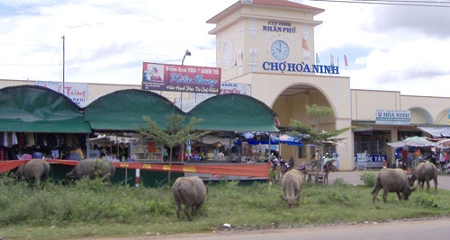 Mà còn chăn thả ngay tại chợ (Chợ Hòa Ninh, huyện Di Linh)