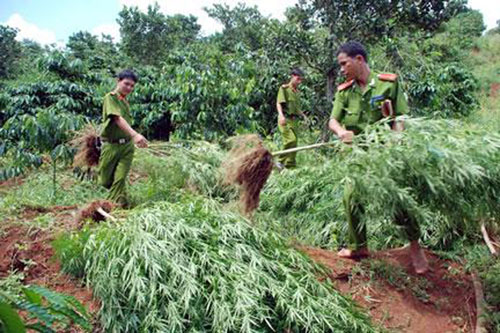 Diệt trừ “cây độc” trên cao nguyên