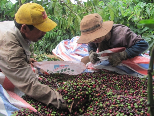 Đồng bào thiểu số đặc biệt khó khăn được vay tiền phát triển sản xuất không cần thế chấp bảo đảm tiền vay