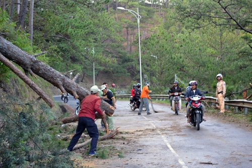 Cây đổ trên đèo Prenn, một người bị thương